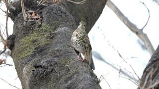 権現山のトラツグミの地鳴き　その１（4K60P動画）