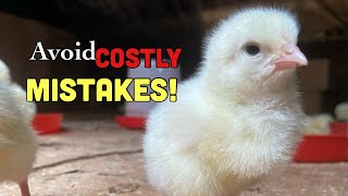 What You MUST Do When Your Broiler Chicks Arrive !