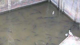 Großes Fischsterben im Greetsieler Hafen