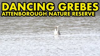 Dancing Grebes at Attenborough Nature Reserve