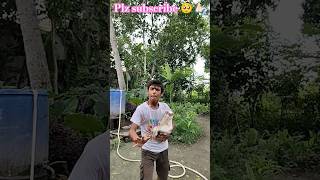 ছাগল দেখে লোভ সামলাতে না পাওয়ার ফল। ভিডিওতে ভালো লাগলো একটি লাইক করো 🥺🥺। #funny #trending