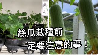 【鴻園小菜園】種絲瓜前要注意的事項!