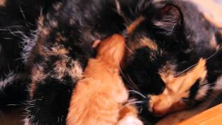 Banfield Pet Hospital Ask a Vet - Why Do Cats Purr?