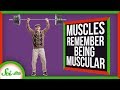 Your Muscles Do Remember... But Not The Way You Think