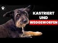 Der treue Hund, der zweimal ausgesetzt wurde