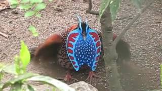 Temminck's Tragopan Display