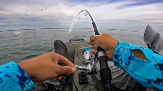 We Found A CRAZY Striped Bass BLITZ! Sunrise TOPWATER Bite!