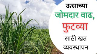 ऊसाच्या जोमदार वाढ व फुटव्या साठी खत व्यवस्थापन| ऊस लागणीनंतर खतांचा पहिला डोस | #balirajaagro