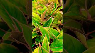 ഇതൊക്കെയാണ് എന്റെ സന്തോഷം #plants #shortsvideo #trending