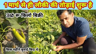 1 मार्च से लौकी तोड़ाई शुरू 30 रू किलो|lauki ki buvayi kis mahine|In which month to sow bottle gourd