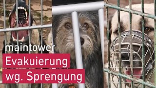 Sprengung Salzbachtalbrücke: Tierheim wird evakuiert | maintower