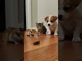 hamster puppy and kitten see a cockroach for the first time