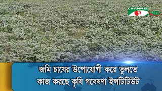 কিশোরগঞ্জে হাওরের পতিত জমিতে বিনা চাষে মাশকলাইয়ের আবাদ