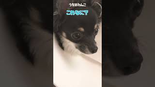 エリザベスカラーつけてても遊びたいチワワ【うちのわんこ】　#shorts