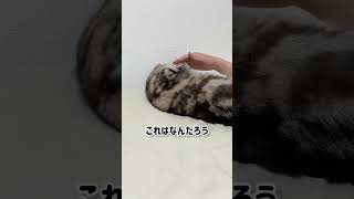 これはなんだろう#ショート #cat #猫 #ねこ #もふもふ #猫のいる暮らし