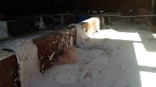 Re-strapping Sagging Ceiling