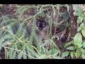 Common Brown Lemurs foraging on the ground