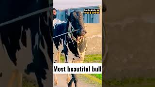 Most beautiful bull || Dabba kotia bull | beautiful bull in the world | #beautifulbulls #dabbakotia