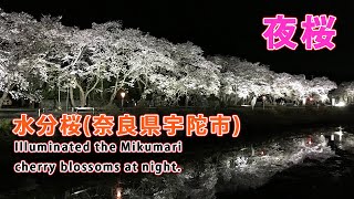 【観光】Mikumari Cherry blossom trees ：水分桜（奈良県宇陀市菟田野古市場）4K