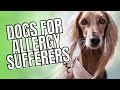 7 Hypoallergenic Dogs for People with Allergies