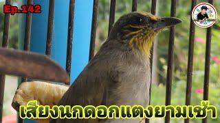 เสียงนกดอกแตงEp.142 กินกาแฟฟังเสียงนกต่อเจ้าตัวเล็กยามเช้า(Stripe-throated Bulbul)