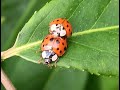 A Pair of Ladybugs