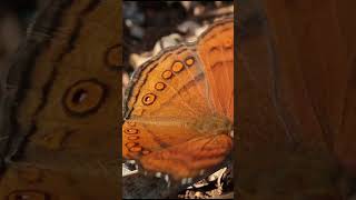 Junonia ephita, the chocolate soldier butterfly