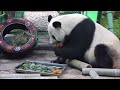 926 u002627 丫丫也不能拒绝小苹果🍎～本周古古生日之后照常放送本周更新！ panda 大熊猫 pandachina giantpanda 熊猫 大熊猫丫丫 熊猫界顶流 国宝熊猫