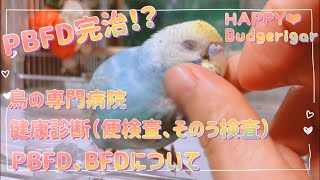 【PBFD完治！？】鳥の専門病院で健康診断！感染症PBFD、BFDについて診てもらいました🦜#セキセイインコ#Budgerigar