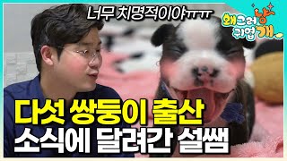 너무 귀여워~~ 어떡해!!다섯 마리 무사히 출산했다는 말에 얼른 찾아간 설쌤. 꼬물이들의 첫 100일까지의 기록│#왜그러냥귀엽개