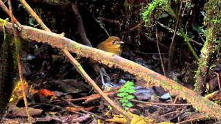 Endemic Brown-banded Antpitta - Grallaria milleri 2 - Rio Blanco, C Andes