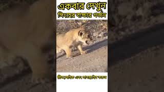 সিংহের বাচ্চার অসাধারণ গর্জন দেখে নিন।সময় টিভি।মায়াজাল।বিজ্ঞান জগৎ।#Shorts