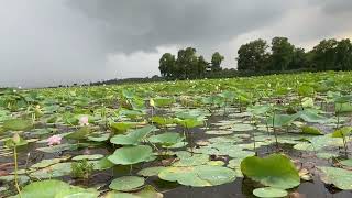 গোপীনাথপুর কালীবাড়ি পদ্ম বিল কসবা, ব্রাহ্মণবাড়িয়া🌸💗