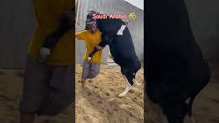 Arab Animal lovers #american vs #saudiarabia #animalshorts #animation #animallover #arabic #cowvideo