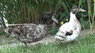 Dutch Hookbill Duck