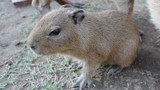 伊豆シャボテン公園「カピバラ虹の広場」で赤ちゃん3頭誕生!