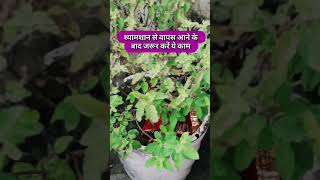 Shamshan se bapas aane ke baad ye kaam jarur karen #bhakti #sadhna #upaay #trending #viralvideo