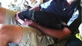 Mini pig rooting and wagging