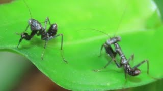 サツマヒメカマキリ 幼虫ダンス tiny mantis dance