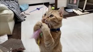 【保護猫】猫に新しいおもちゃを買ってきたら、こんな顔になりました