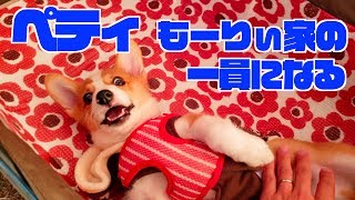 【コーギー】生後３ヶ月の子犬をお迎え！家族が増えました（corgi）