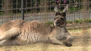 クロカンガルー　(浜松市動物園/静岡県)