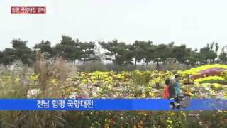 함평 국화 축제로 오세요! / YTN