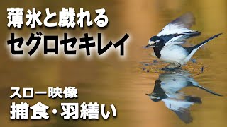 薄氷と戯れるセグロセキレイ｜羽繕い・捕食シーン｜水辺の貴公子