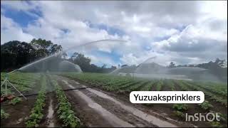 yuzuak sprinkler jet 50 suitable for all crops call 0789752609