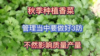 秋季種植香菜，管理當中要做好3防，不然影響產量和質量