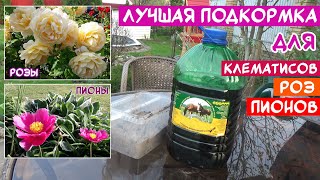 Самая ЛУЧШАЯ и ПРОСТАЯ подкормка Роз, Пионов, Клематисов! Для пышного и долгого цветения!