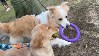 初キャンプ中も兄犬にべったりなゴールデンレトリバーの子犬【ボーダーコリー】