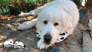 ルンルンのノンビリ町の家ライフ　Great Pyrenees　グレートピレニーズ