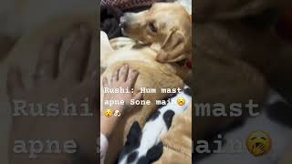 😵🥱🐶#labrador #labradorretriever #dog #ytshorts #shorts #shortfeed #shortvideo #youtube #tag #love